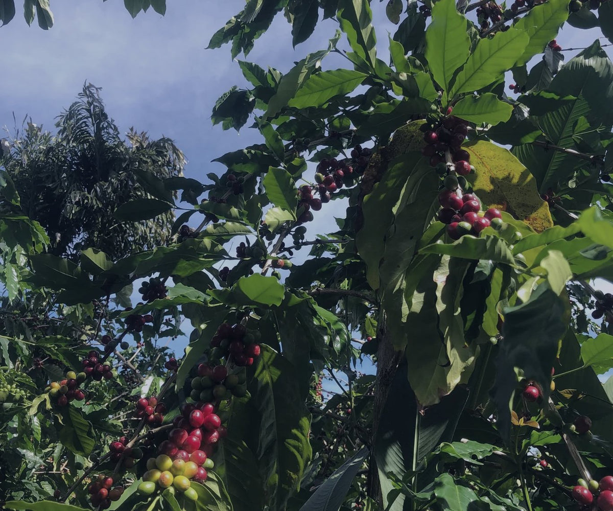 Harvest Begins: Inside Kona Coffee Harvest Season at Our Farm