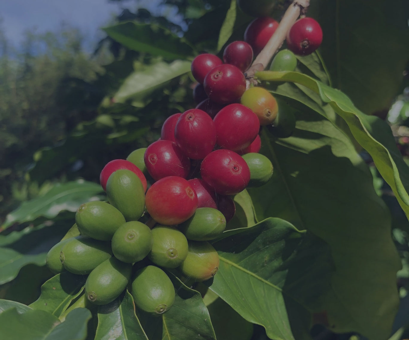 Kona Coffee