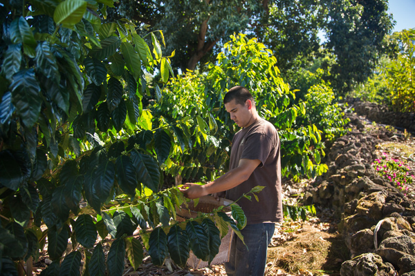 Harvest the cherries