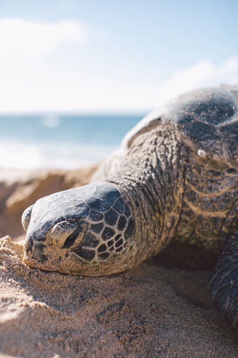 A honu led our family to this land in 2005.