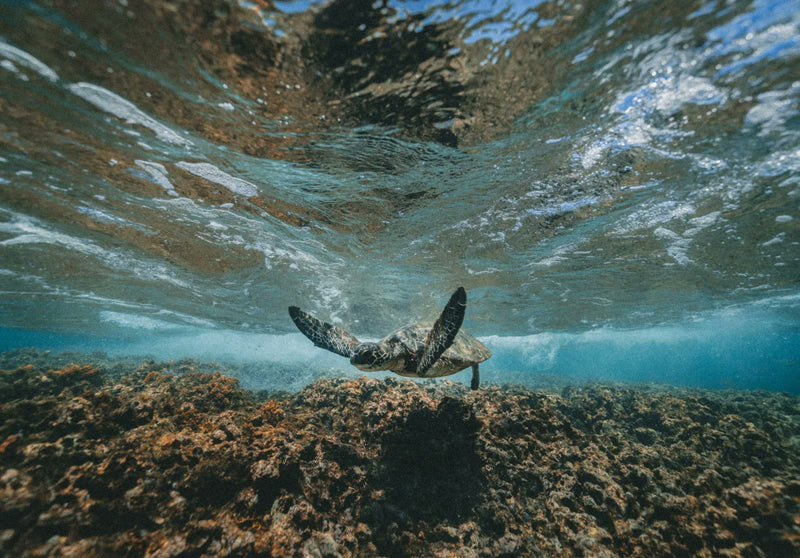 A honu (Hawaiian green sea turtle) gliding underwater over a coral reef near the Kona coast
