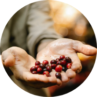 Picking Coffee Beans